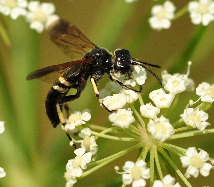 Tenthredo cfr bifasciata